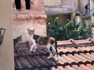 イスタンブール可愛い猫がいっぱい